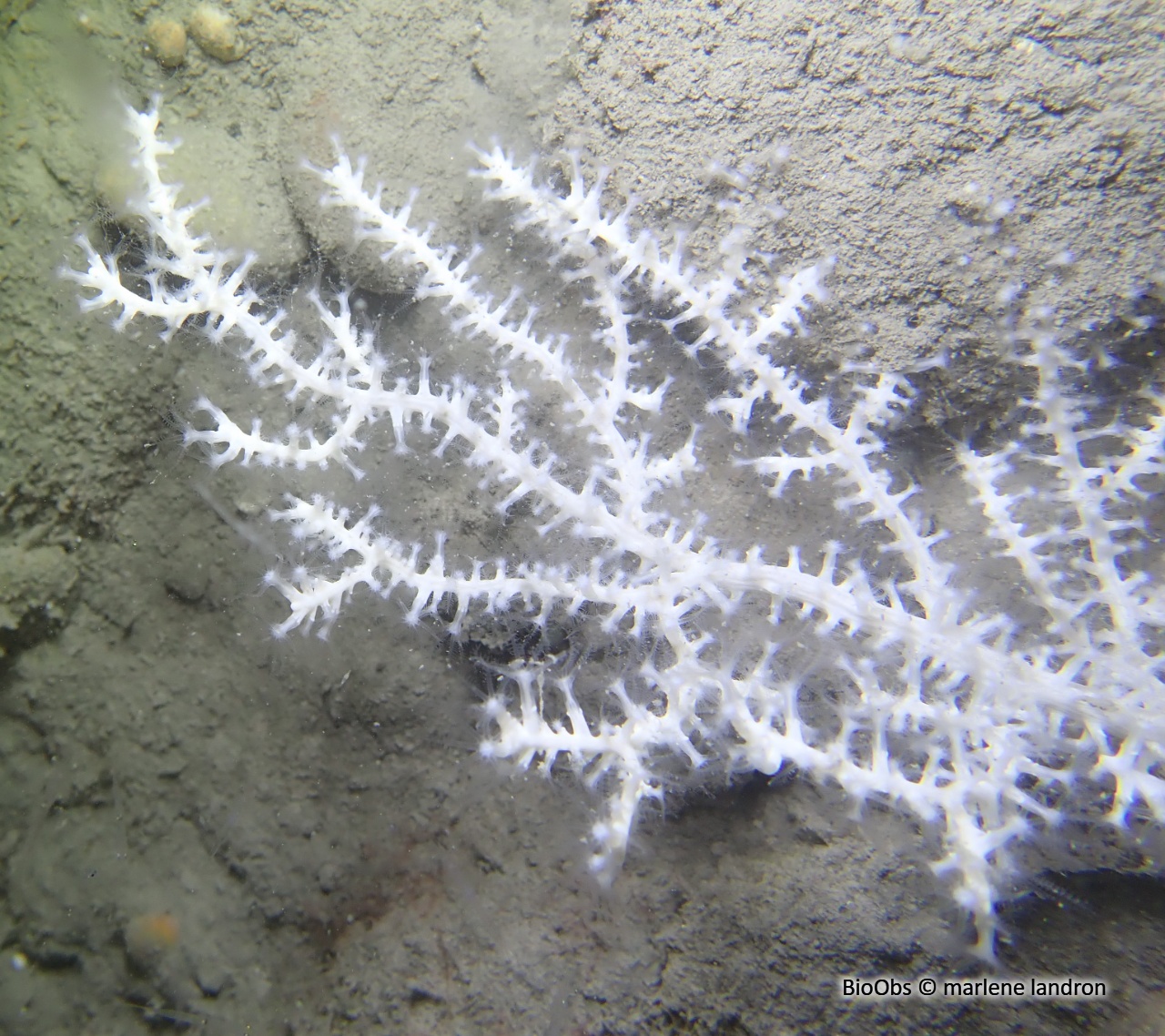 Gorgone verruqueuse - Eunicella verrucosa - marlene landron - BioObs