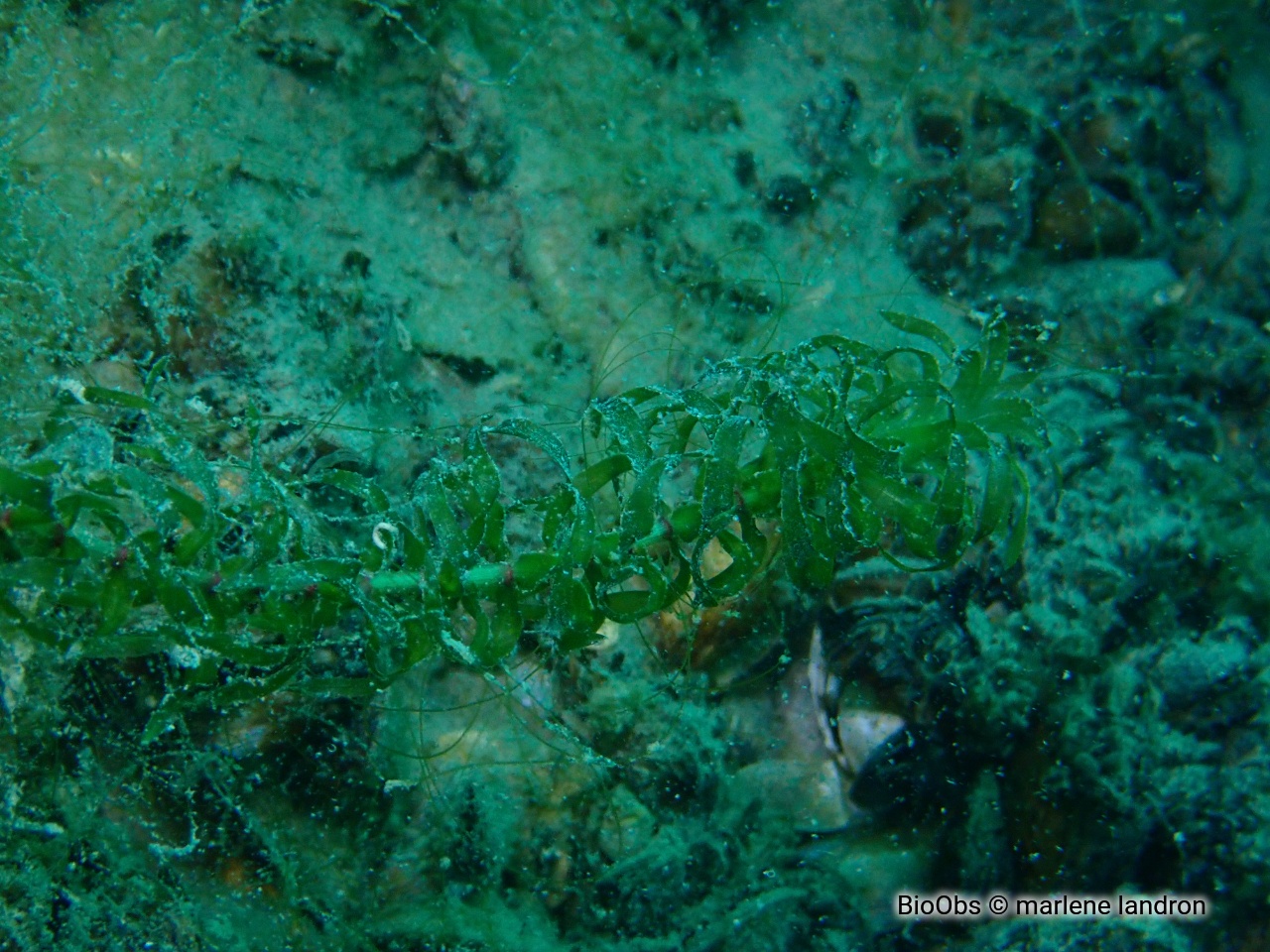 Élodée du Canada - Elodea canadensis - marlene landron - BioObs