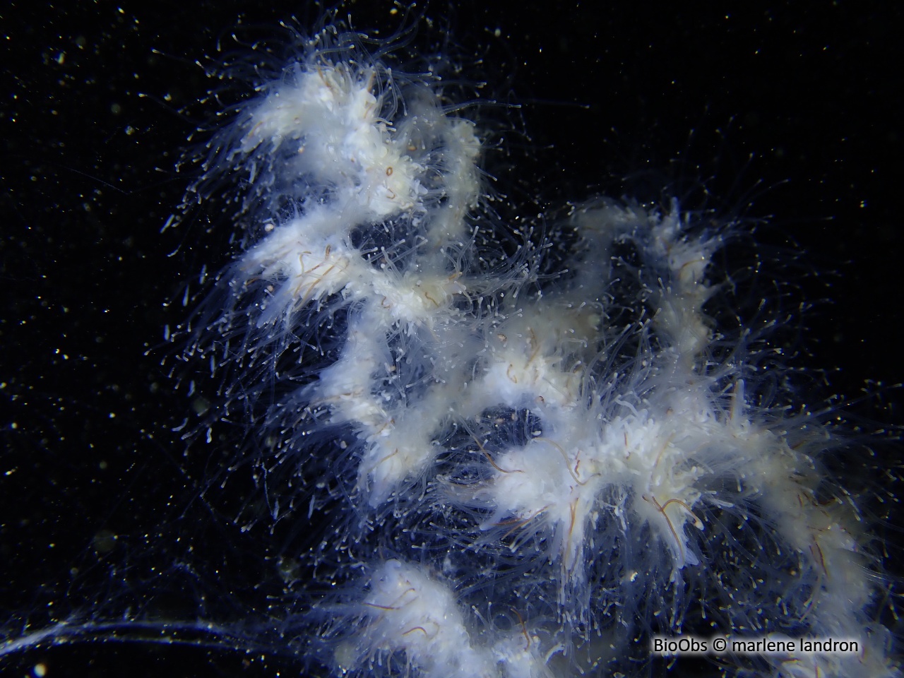 Siphonophore fil de fer - Apolemia uvaria - marlene landron - BioObs