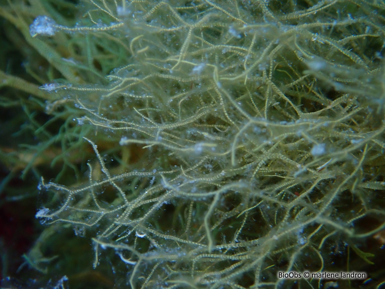 Dictyote jaune - Dictyota implexa - marlene landron - BioObs