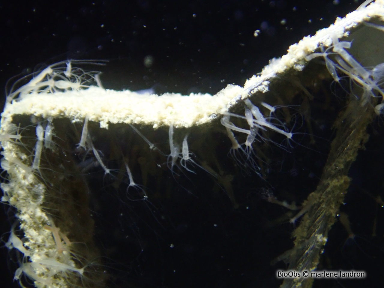 Hydre d'eau douce - Hydra sp. - marlene landron - BioObs