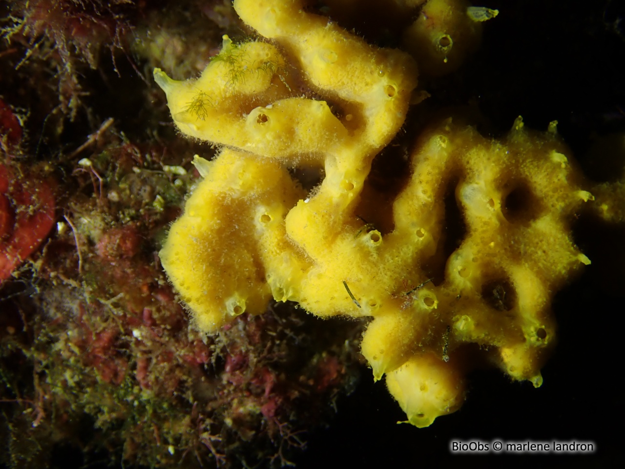 Axinelle plate - Axinella damicornis - marlene landron - BioObs