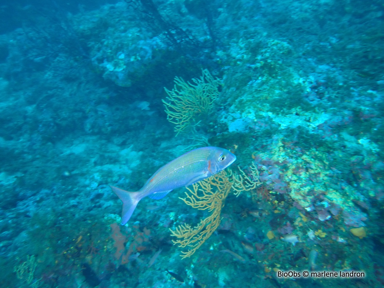 Pageot commun - Pagellus erythrinus - marlene landron - BioObs