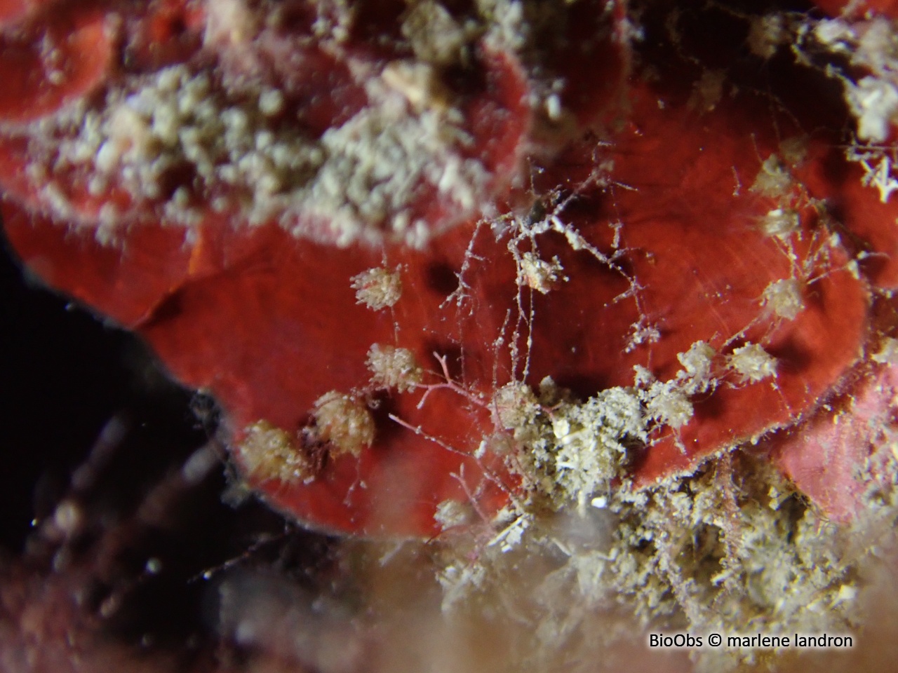 Valkérie tubéreuse - Walkeria tuberosa - marlene landron - BioObs