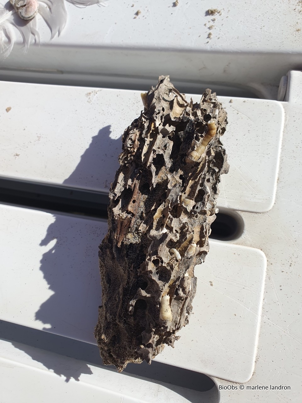 Taret - Teredo navalis - marlene landron - BioObs