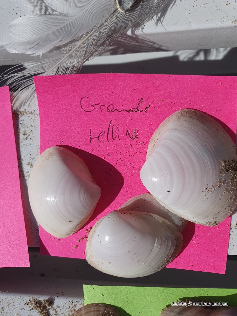 Telline - Tellina sp - marlene landron - BioObs