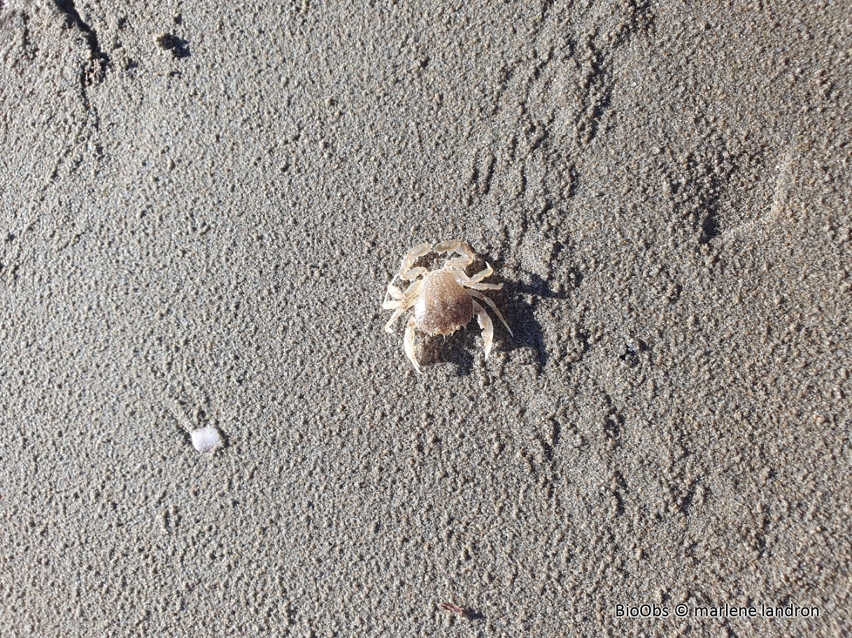 Etrille élégante - Portumnus latipes - marlene landron - BioObs