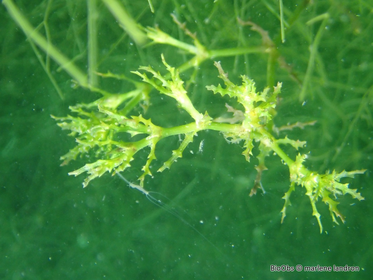 Petite naïade - Najas minor - marlene landron - BioObs