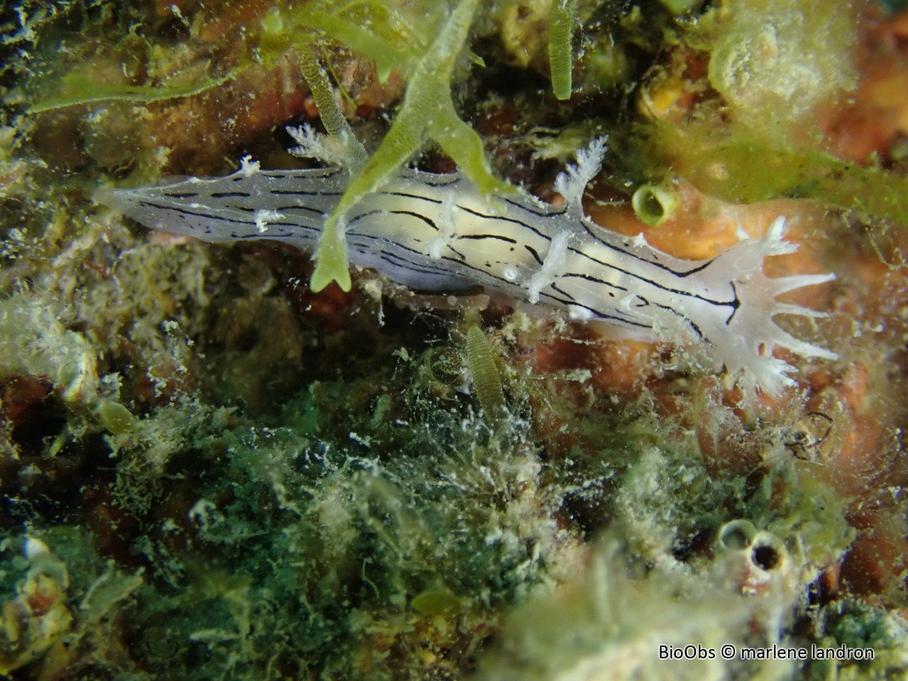 Tritonie striée - Duvaucelia striata - marlene landron - BioObs