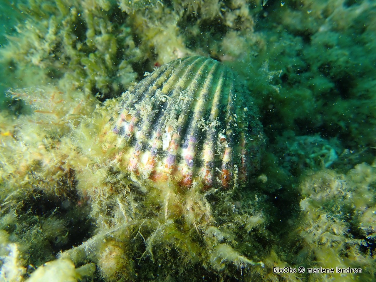 Bucarde tuberculée - Acanthocardia tuberculata - marlene landron - BioObs