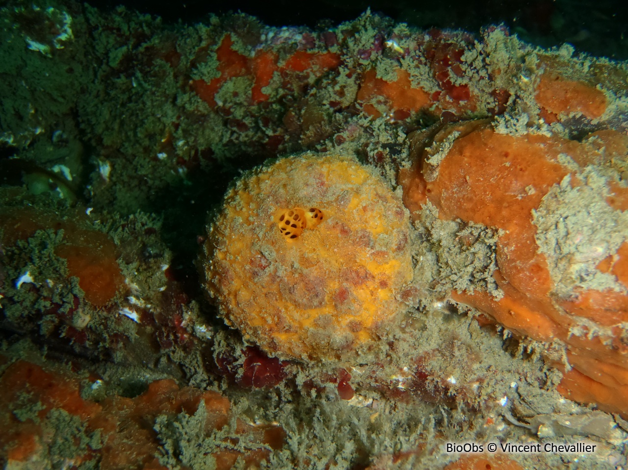 Orange de mer - Tethya citrina - Sylvie Roche - BioObs