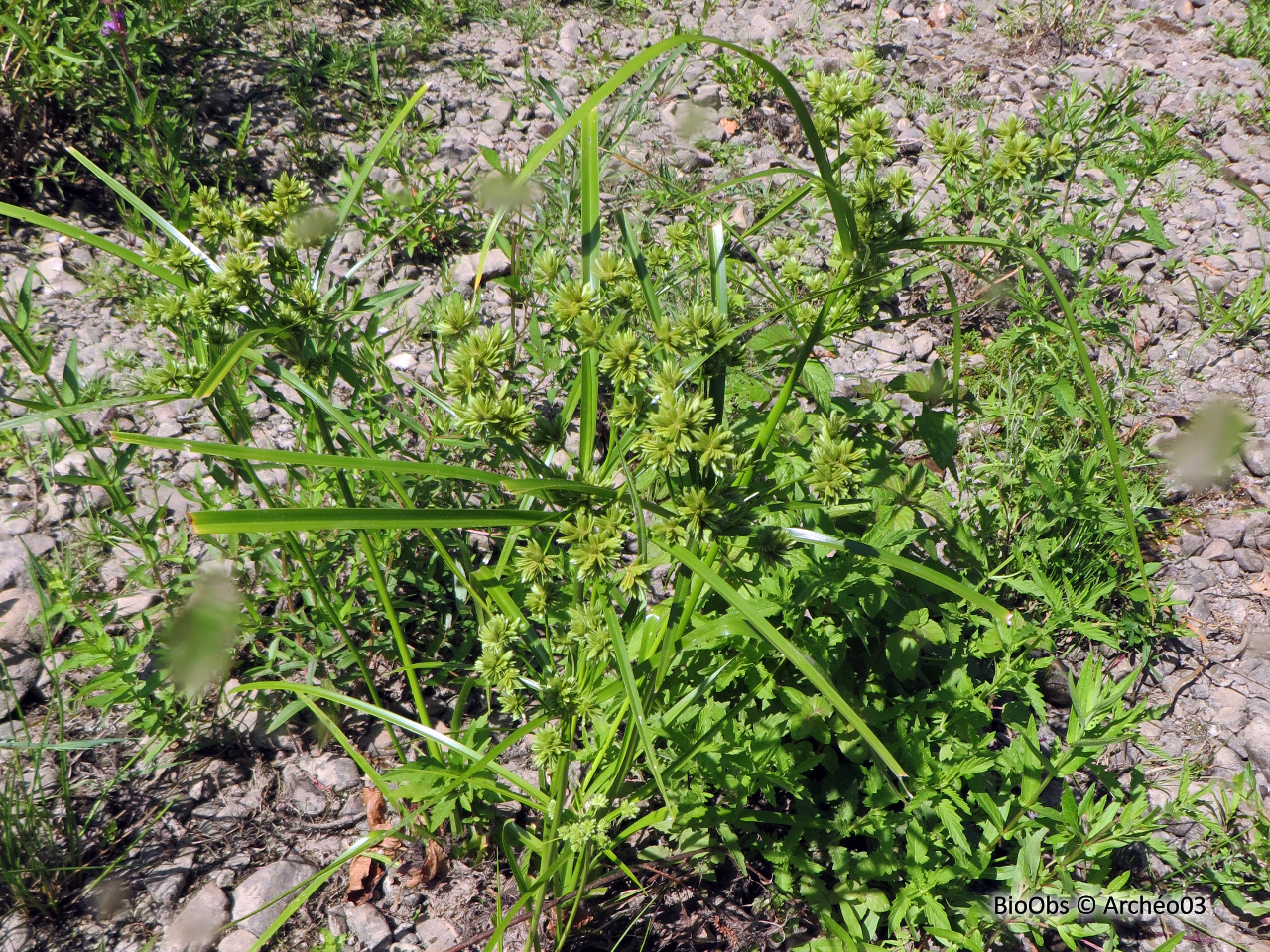 Souchet à feuilles alternes - Cyperus involucratus - Patrick Defaix - BioObs