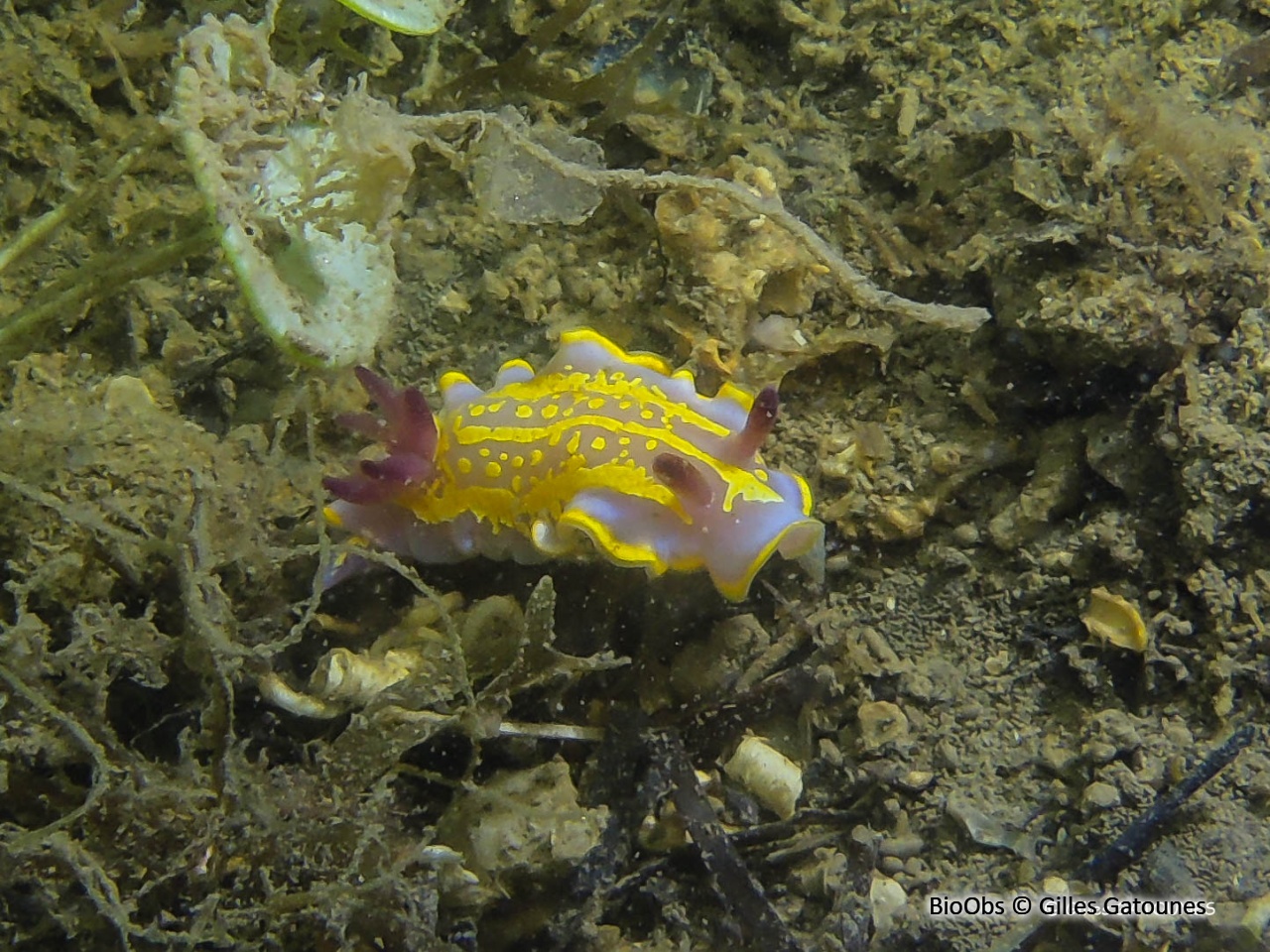 Doris de Krohn - Felimida krohni - Gilles Gatounes - BioObs