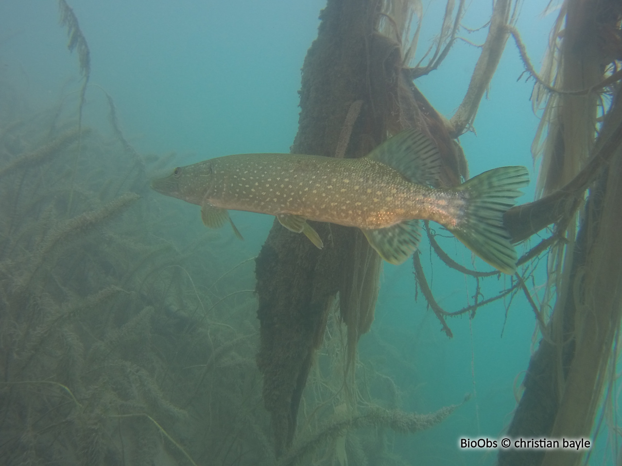 Brochet - Esox lucius - christian bayle - BioObs