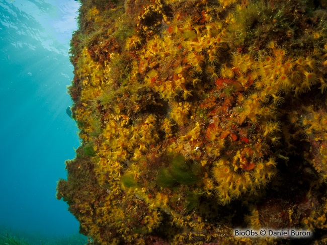 Anémone jaune encroûtante - Parazoanthus axinellae - Daniel Buron - BioObs