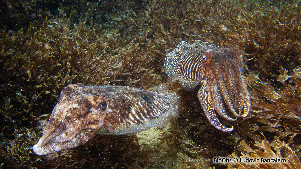 Seiche commune - Sepia officinalis - Ludovic Bancalero - BioObs