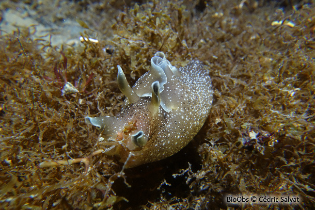 Lièvre de mer moucheté - Aplysia punctata - Cédric Salvat - BioObs