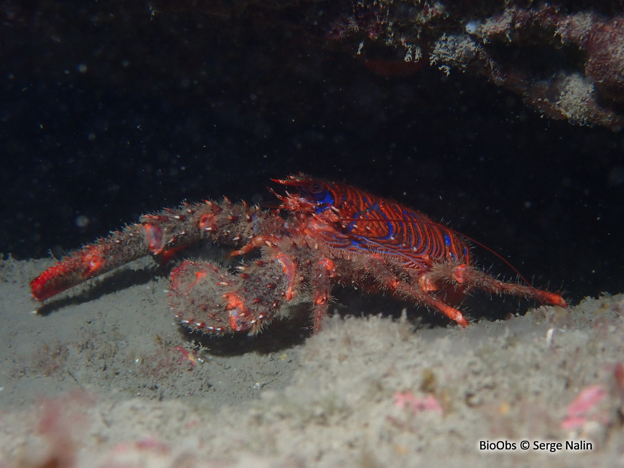 Galathée bicolore - Galathea strigosa - Serge Nalin - BioObs