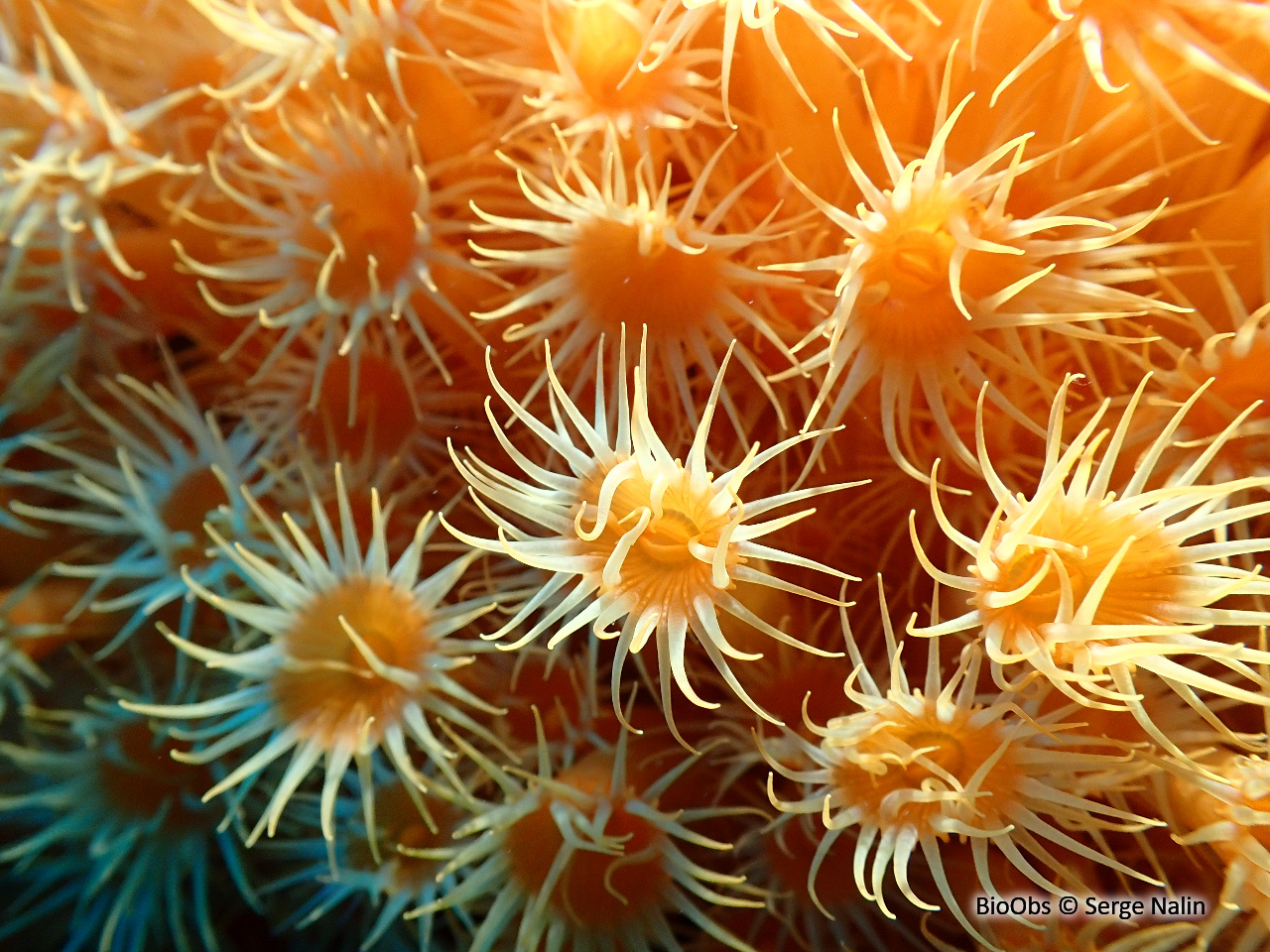 Anémone jaune encroûtante - Parazoanthus axinellae - Serge Nalin - BioObs