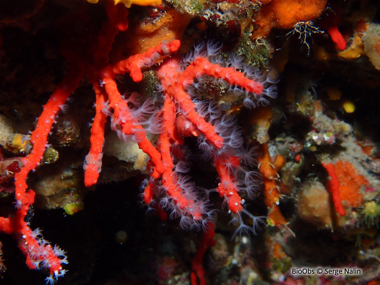 Porcelaine du corail rouge - Pseudosimnia carnea - Serge Nalin - BioObs