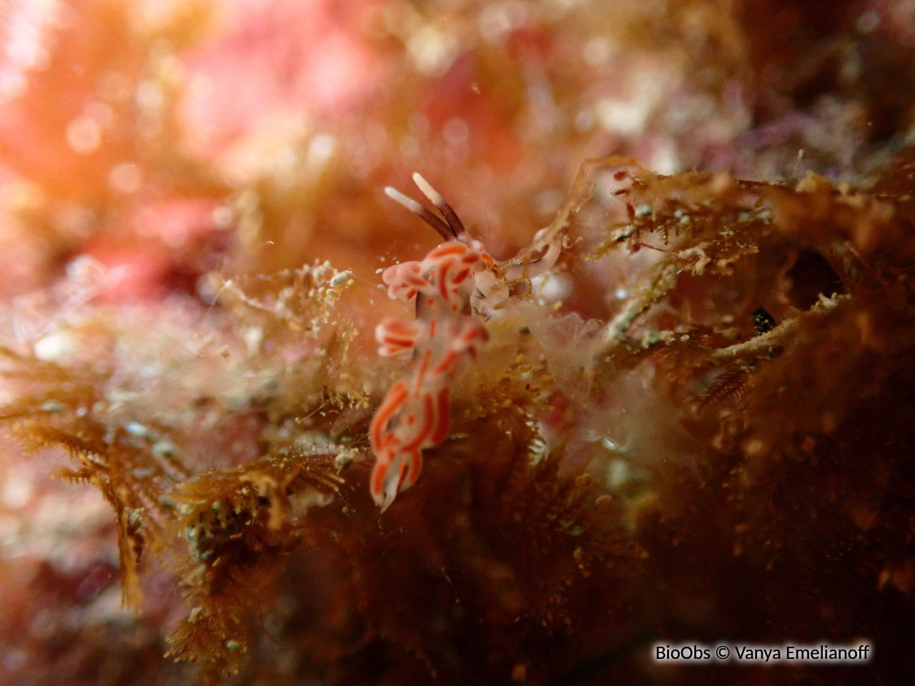 Faceline à stries rouges - Facelina rubrovittata - Vanya Emelianoff - BioObs