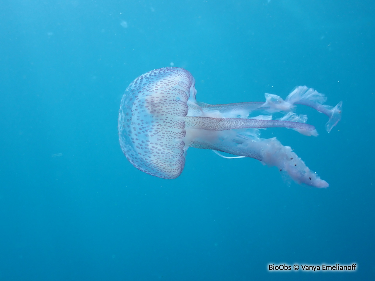 Pélagie - Pelagia noctiluca - Vanya Emelianoff - BioObs