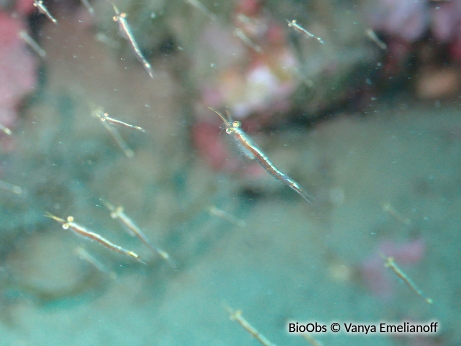 Crevette pélagique - Leptomysis mediterranea - Vanya Emelianoff - BioObs