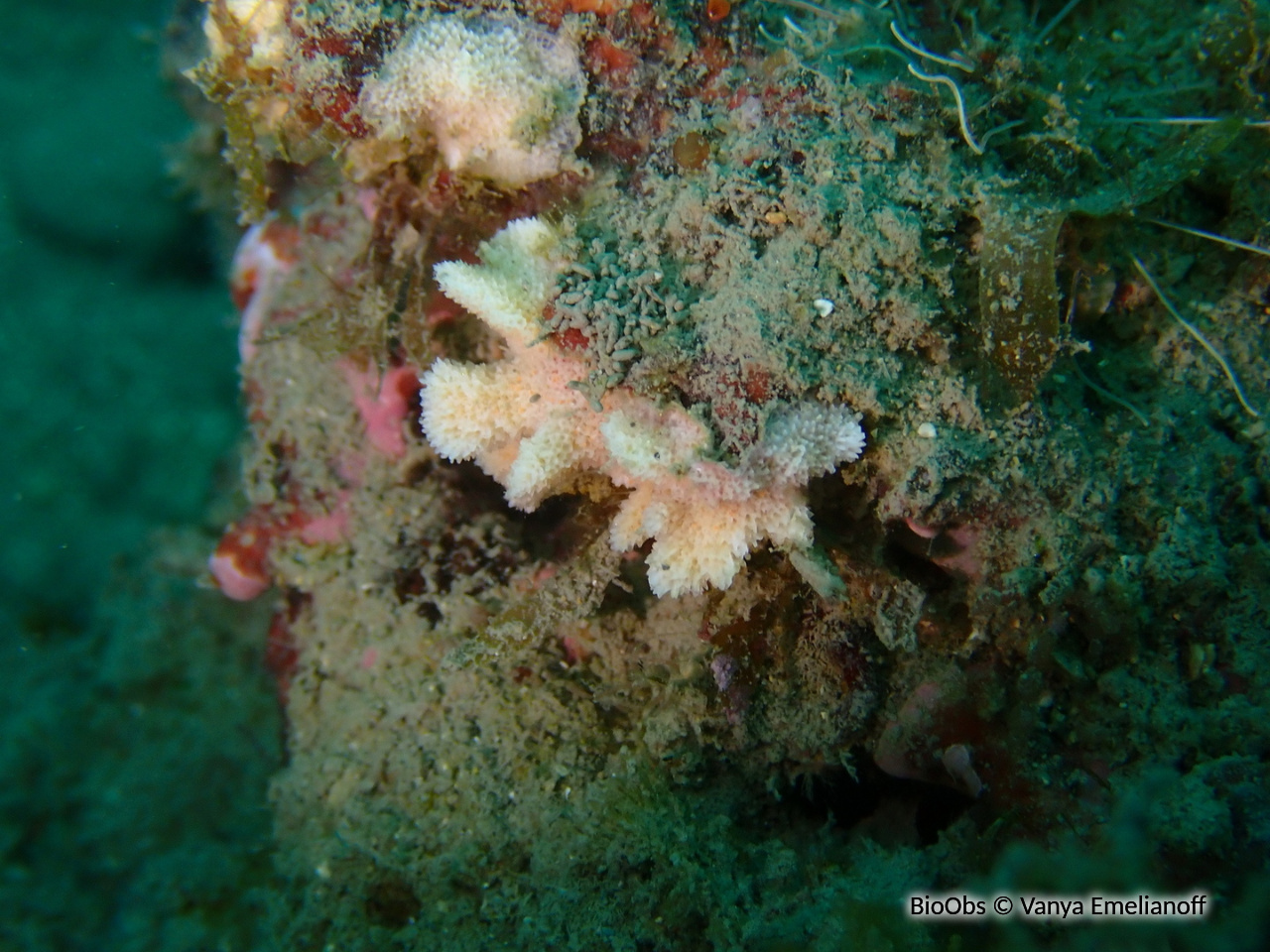 Bryozoaire corne d'élan - Dentiporella sardonica - Vanya Emelianoff - BioObs