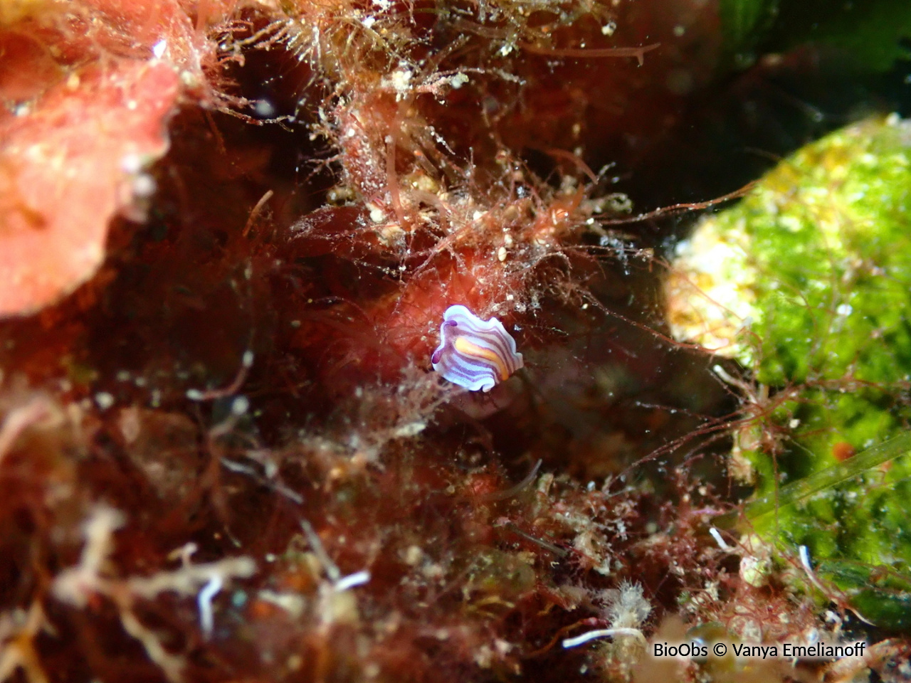 Ver plat bleu de Méditerranée - Prostheceraeus giesbrechtii - Vanya Emelianoff - BioObs