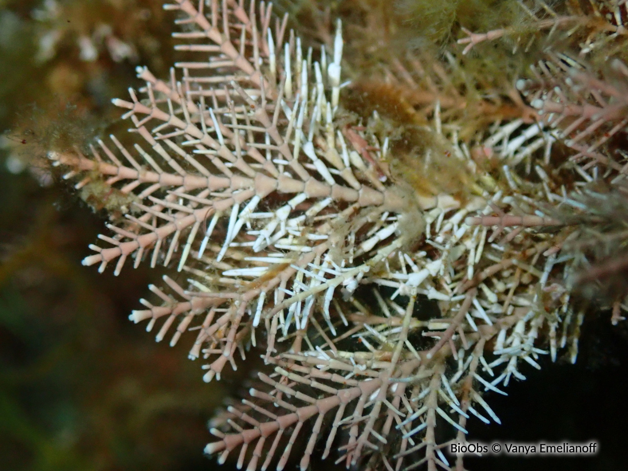 Coralline de Méditerranée - Corallina caespitosa - Vanya Emelianoff - BioObs