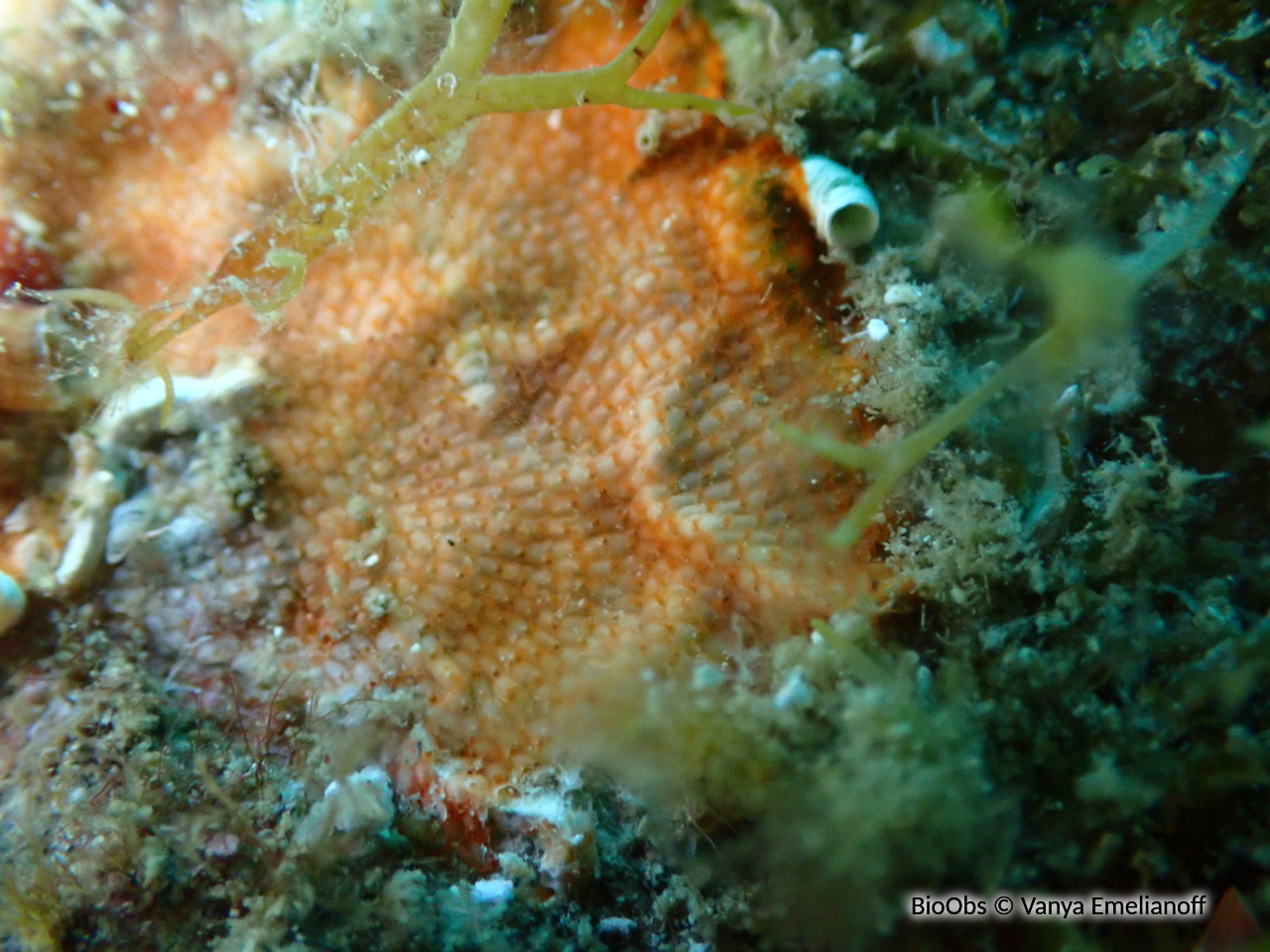 Schizoporella orange - Schizoporella dunkeri - Vanya Emelianoff - BioObs