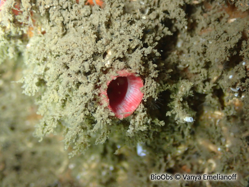 Violet à bouche rose - Pyura dura - Vanya Emelianoff - BioObs