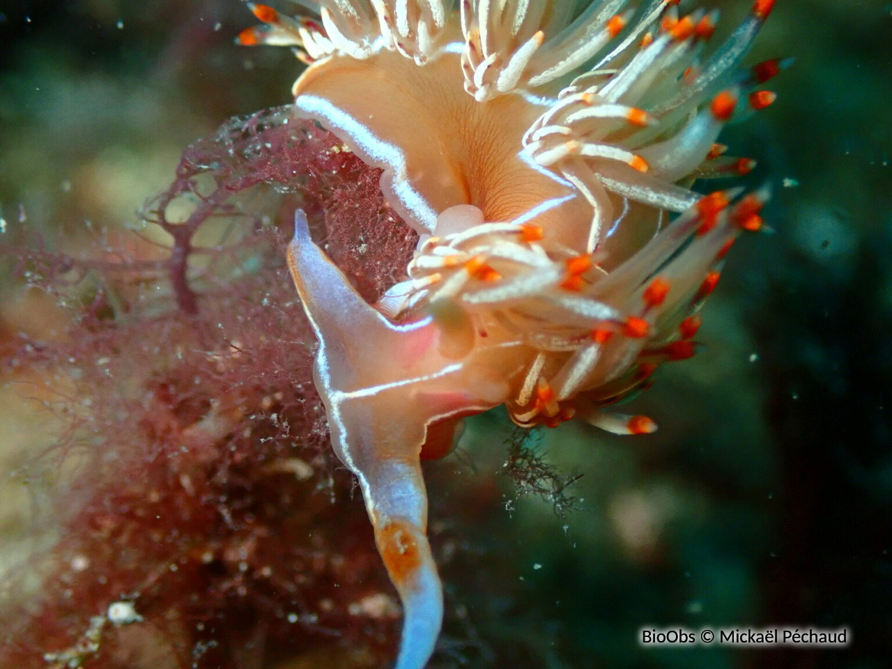 Godive orange - Nemesignis banyulensis - Mickaël Péchaud - BioObs