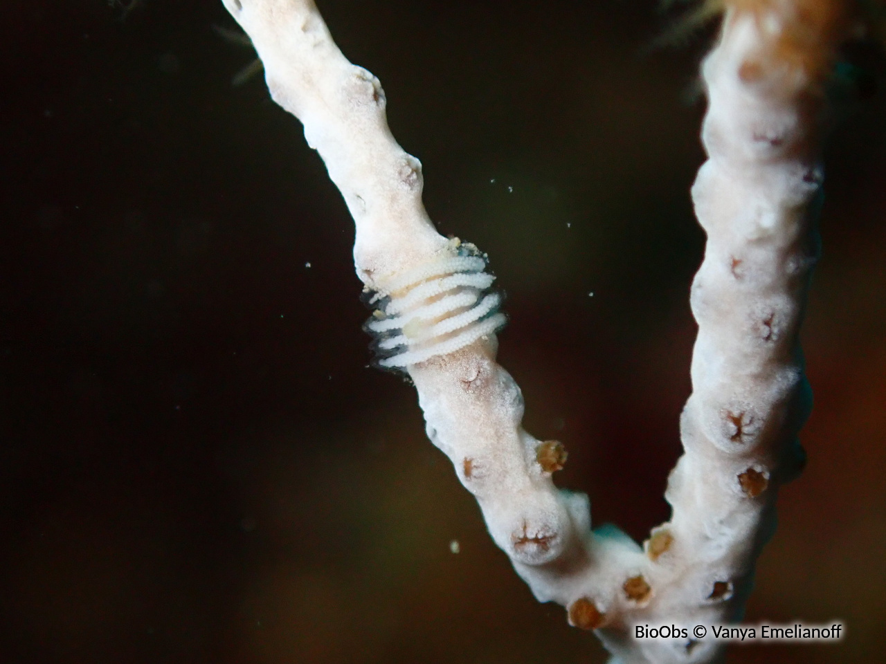 Tritonie des gorgones ponte - Duvaucelia ponte - Vanya Emelianoff - BioObs