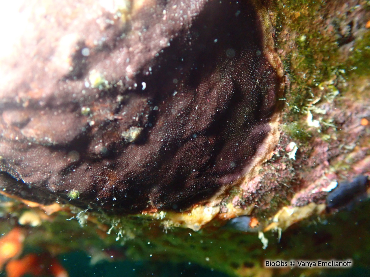 Bryozoaire encroûtant noir - Reptadeonella violacea - Vanya Emelianoff - BioObs