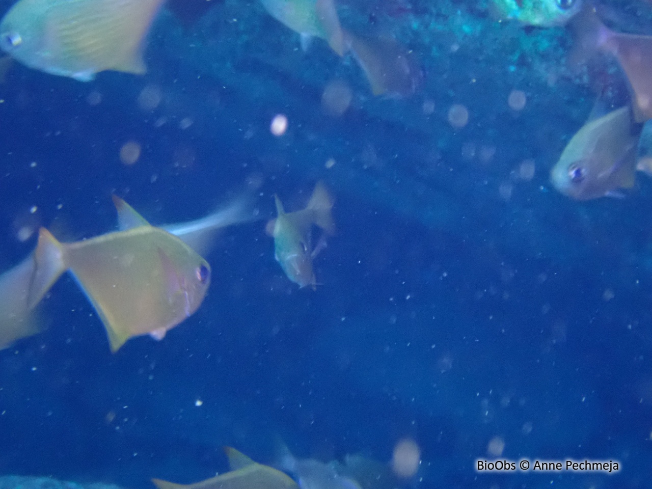 Hachette - Pempheris vanicolensis - Anne Pechmeja - BioObs