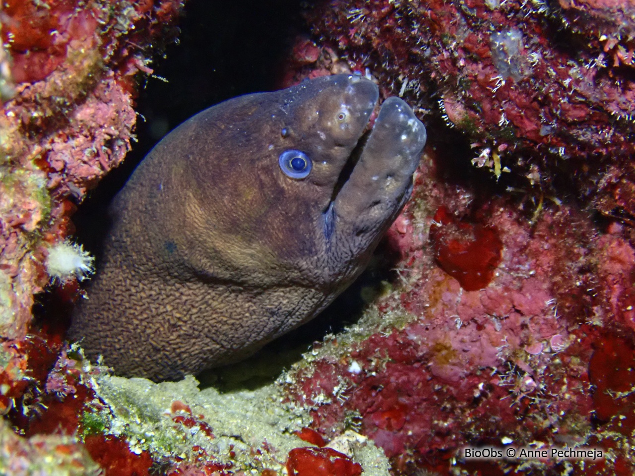 Murène chocolat - Gymnothorax unicolor - Anne Pechmeja - BioObs