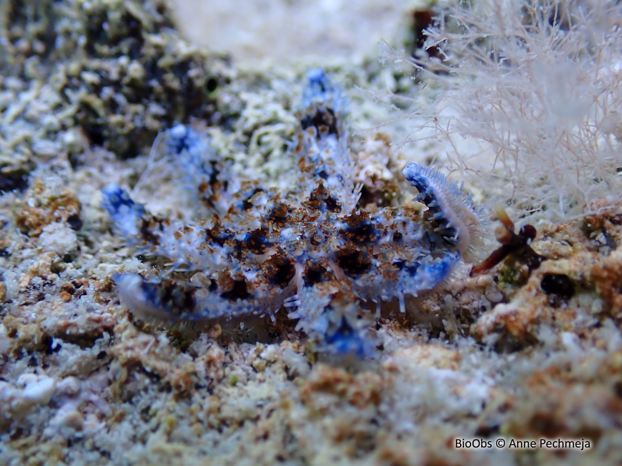 Etoile de mer épineuse - Coscinasterias tenuispina - Anne Pechmeja - BioObs