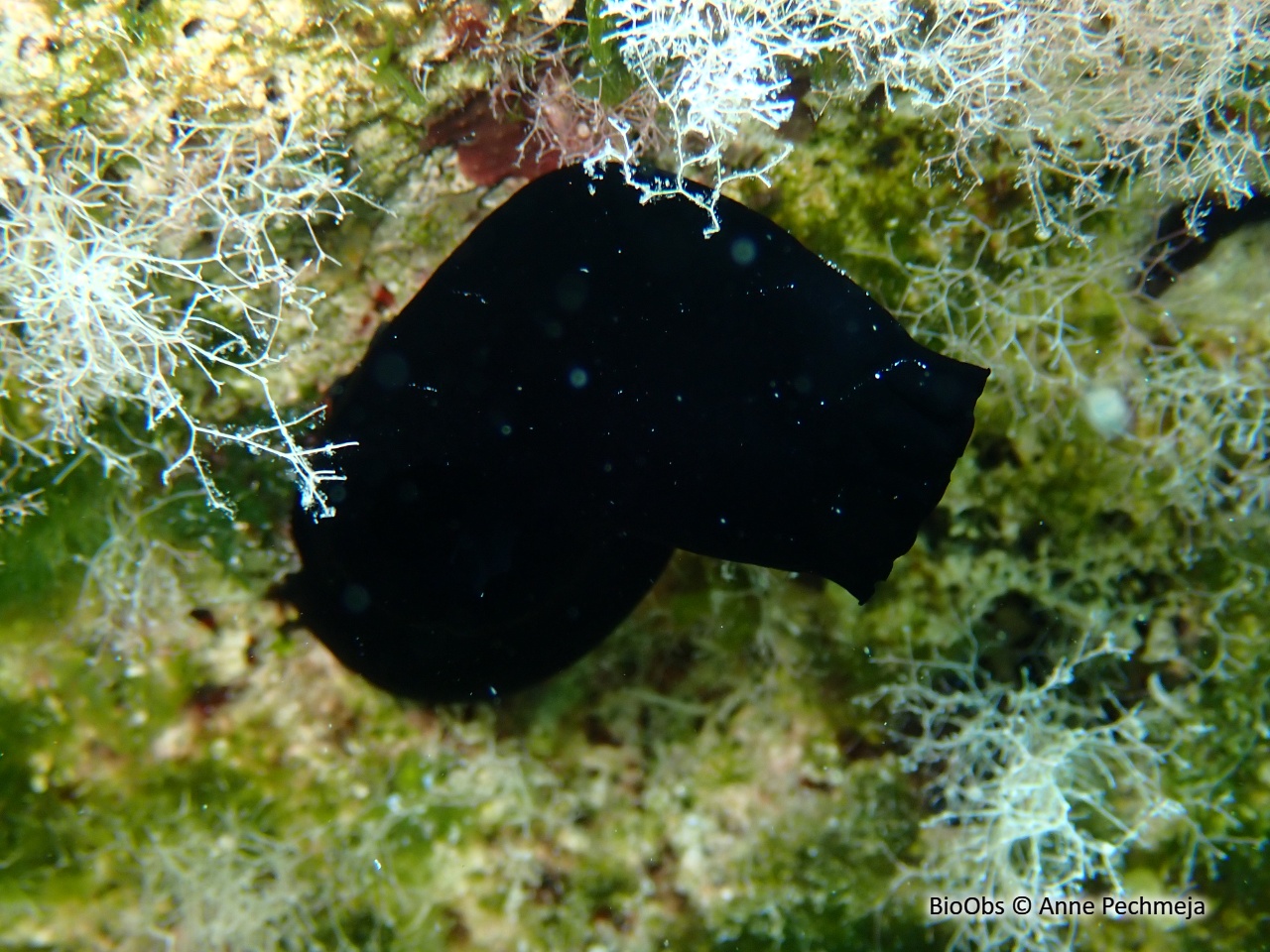 Ascidie noire lisse - Phallusia nigra - Anne Pechmeja - BioObs