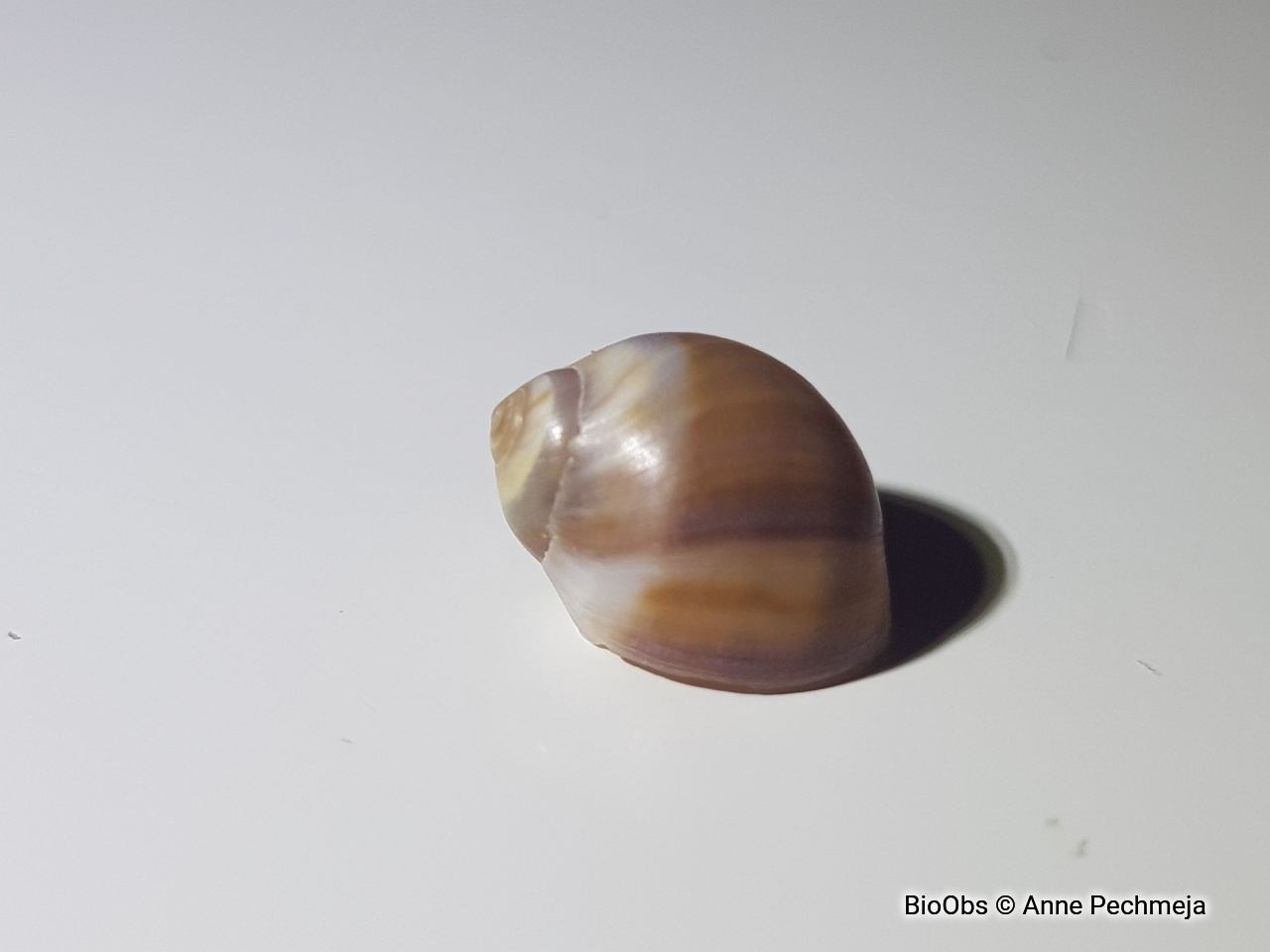 Natice menue - Euspira macilenta - Anne Pechmeja - BioObs