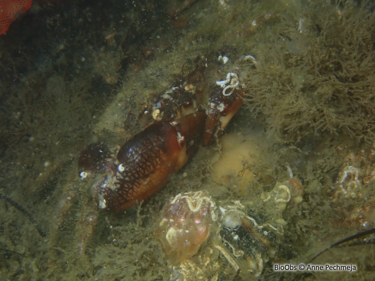 Crabe de vase (Le) - Rhithropanopeus harrisii - Anne Pechmeja - BioObs