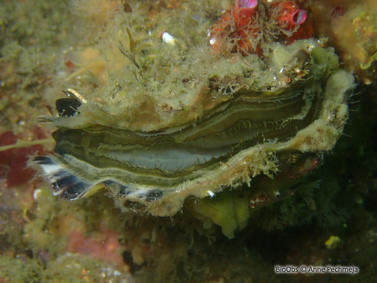 Huître plate, comestible - Ostrea edulis - Anne Pechmeja - BioObs