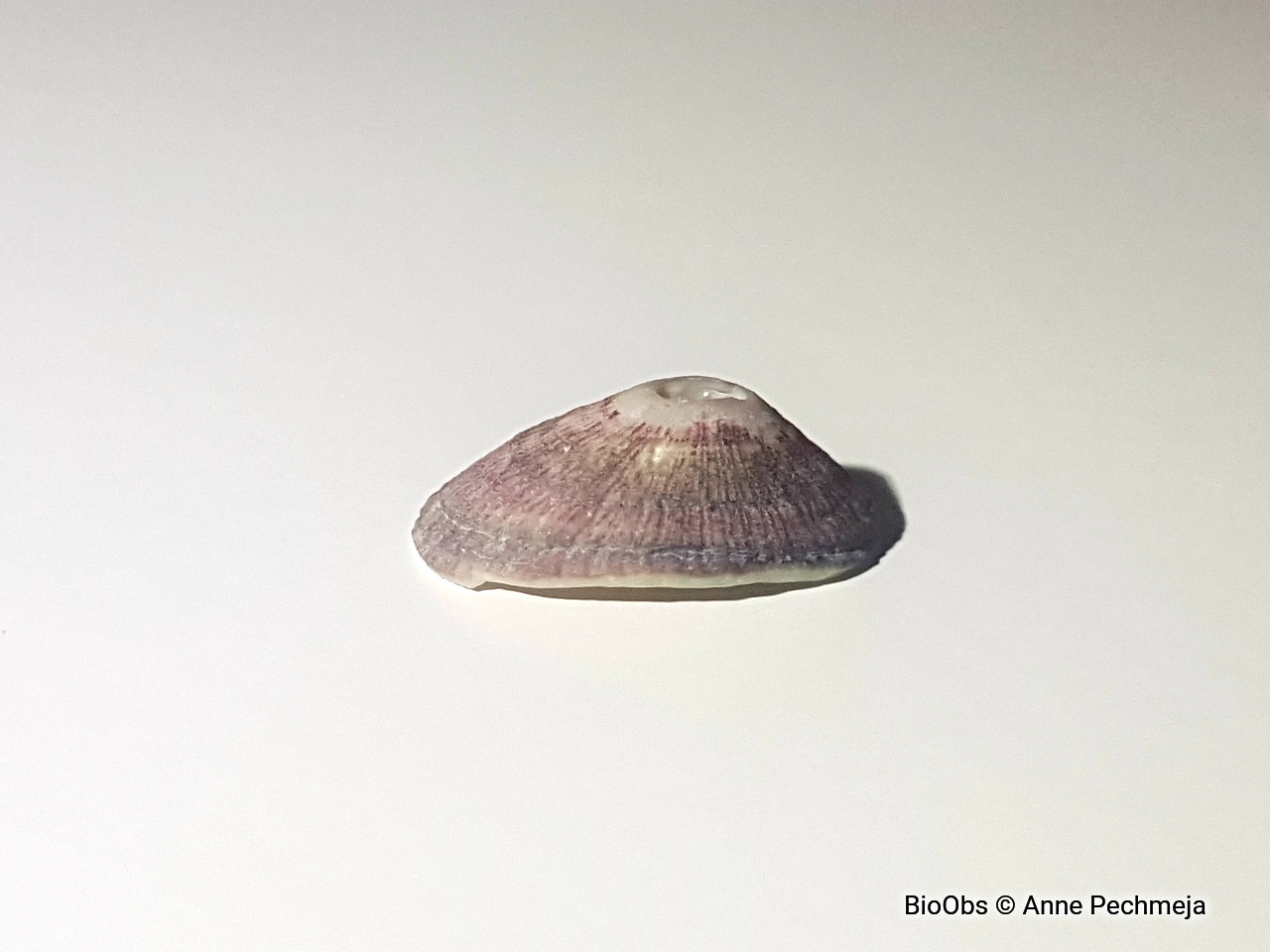 Fissurelle rosée - Fissurella nubecula - Anne Pechmeja - BioObs