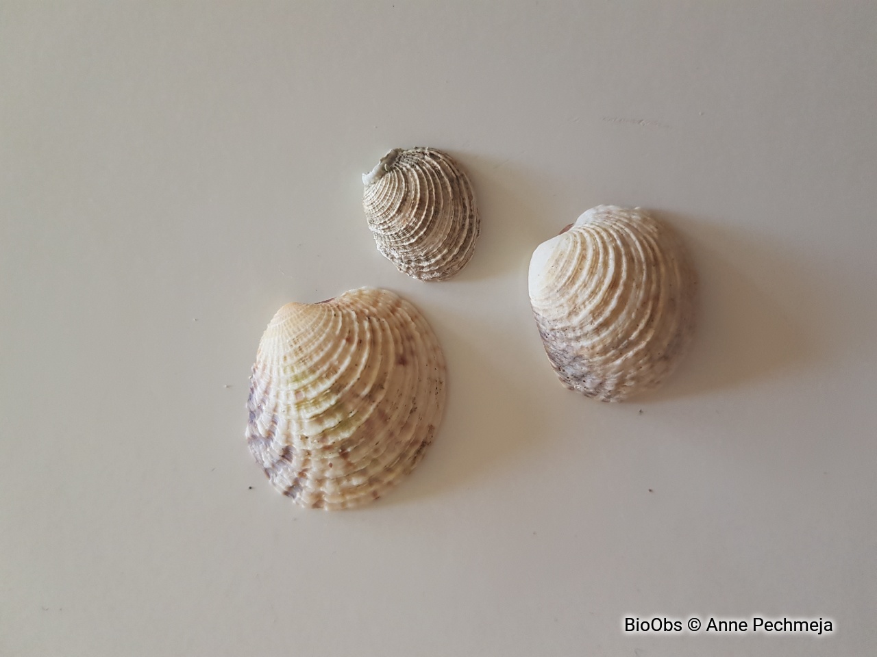 Praire commune - Venus verrucosa - Anne Pechmeja - BioObs