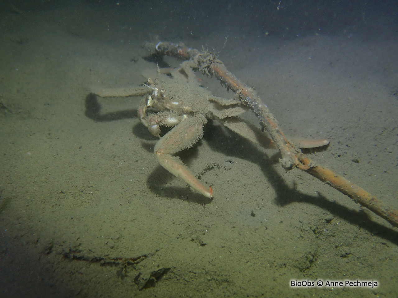 Etrille nageuse - Achelous hastatus - Anne Pechmeja - BioObs