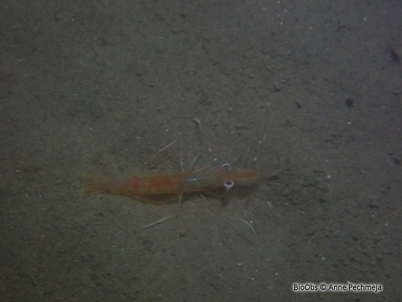 Crevette autruche à gros yeux - Processa macrophthalma - Anne Pechmeja - BioObs