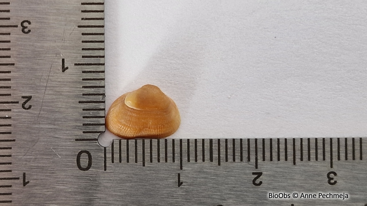 Arche lactée - Striarca lactea - Anne Pechmeja - BioObs