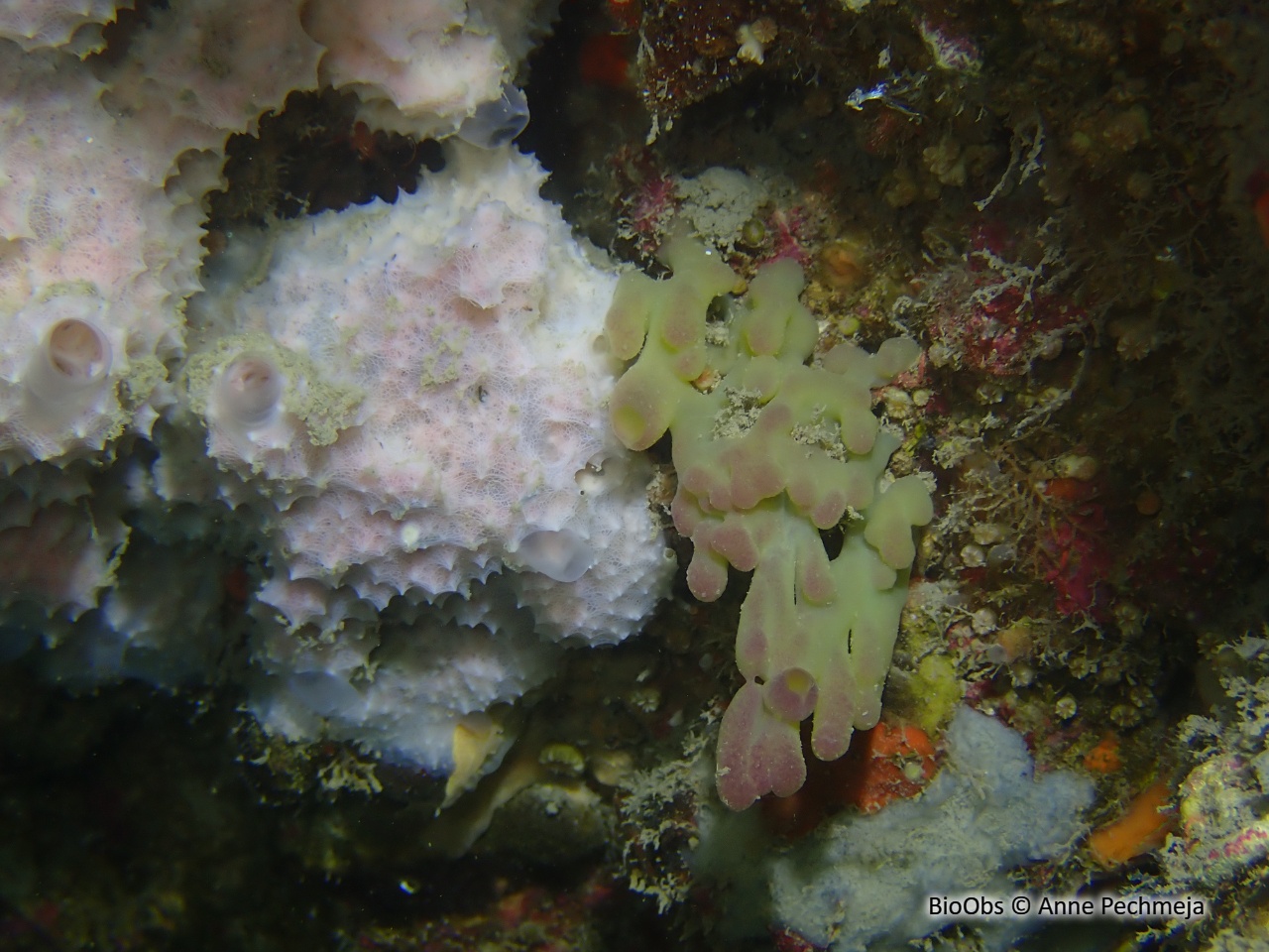 Oscarelle jaune-orange - Oscarella imperialis - Anne Pechmeja - BioObs