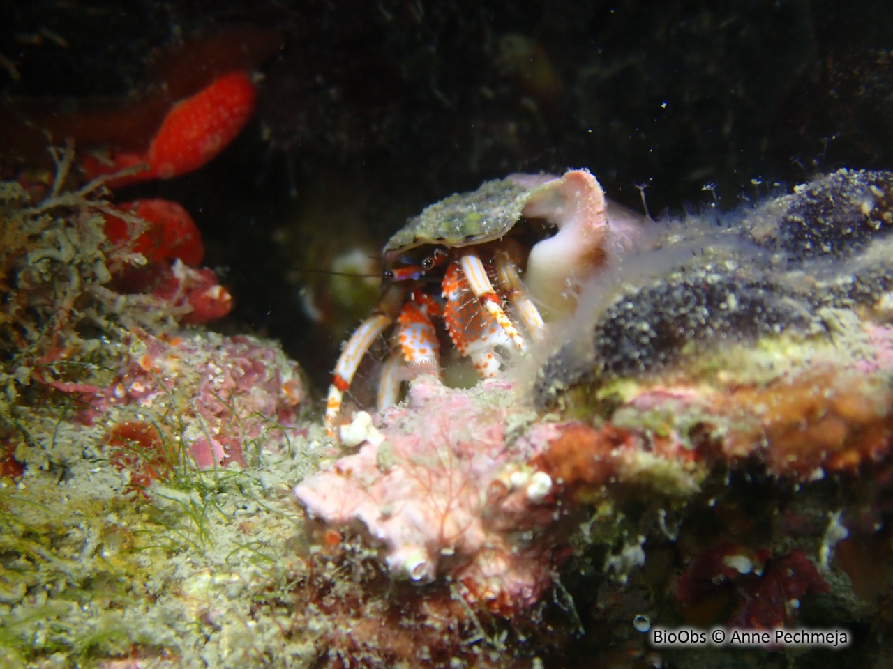 Pagure sédentaire - Calcinus tubularis - Anne Pechmeja - BioObs