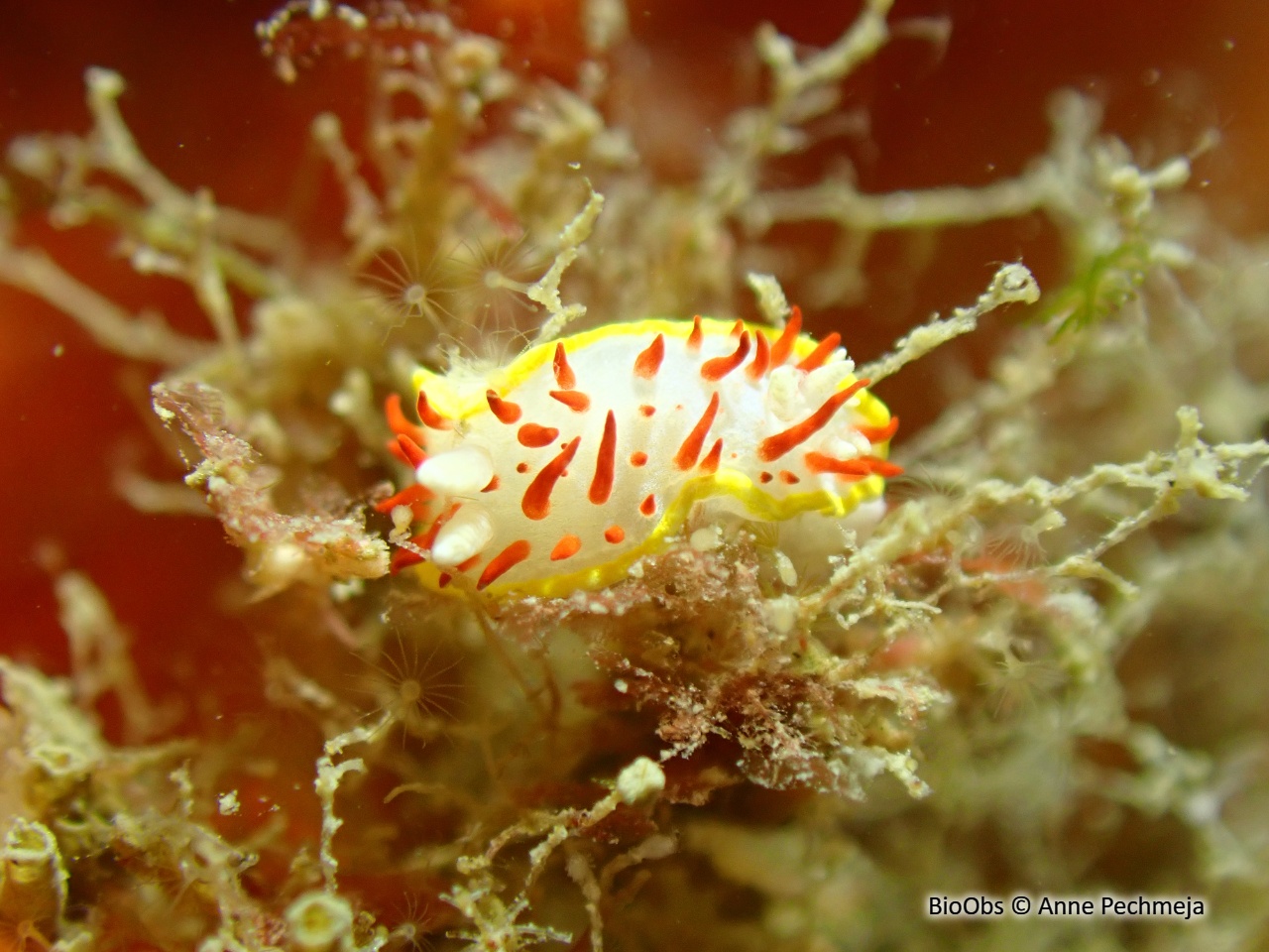 Doris à papilles rouges - Diaphorodoris papillata - Anne Pechmeja - BioObs